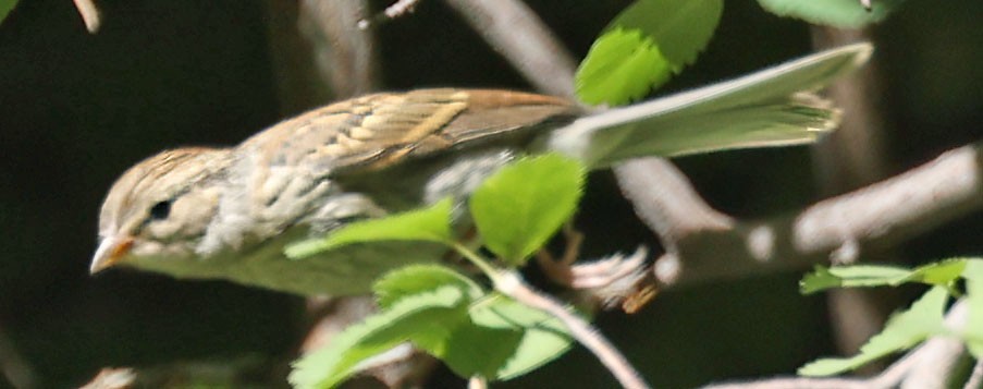 Chipping Sparrow - ML638823402