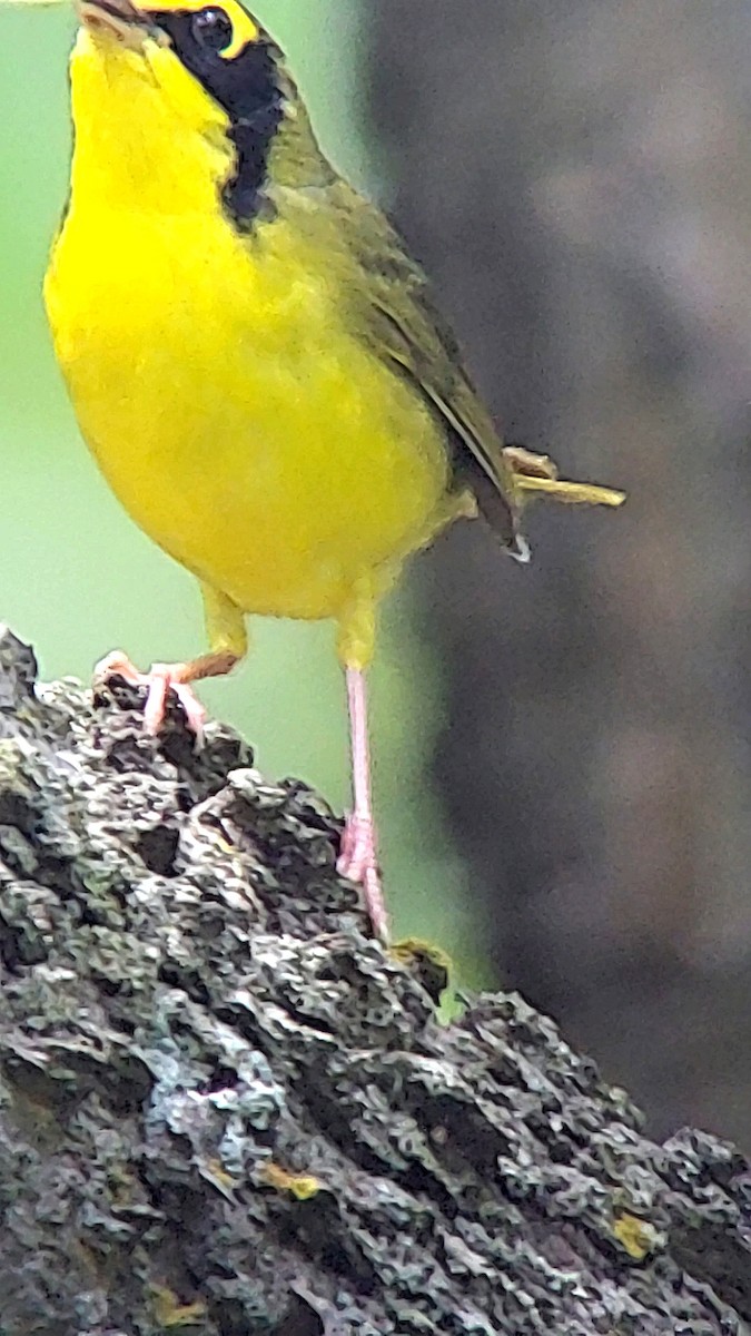 Kentucky Warbler - ML638823411