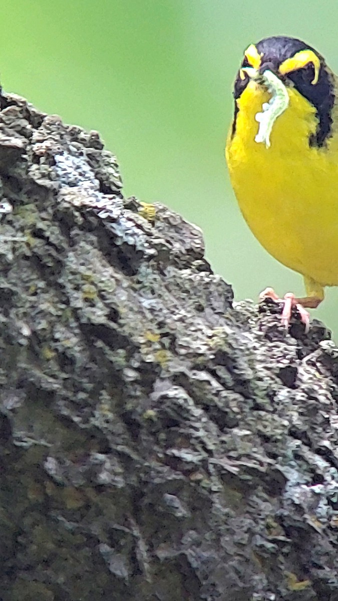 Kentucky Warbler - ML638823412