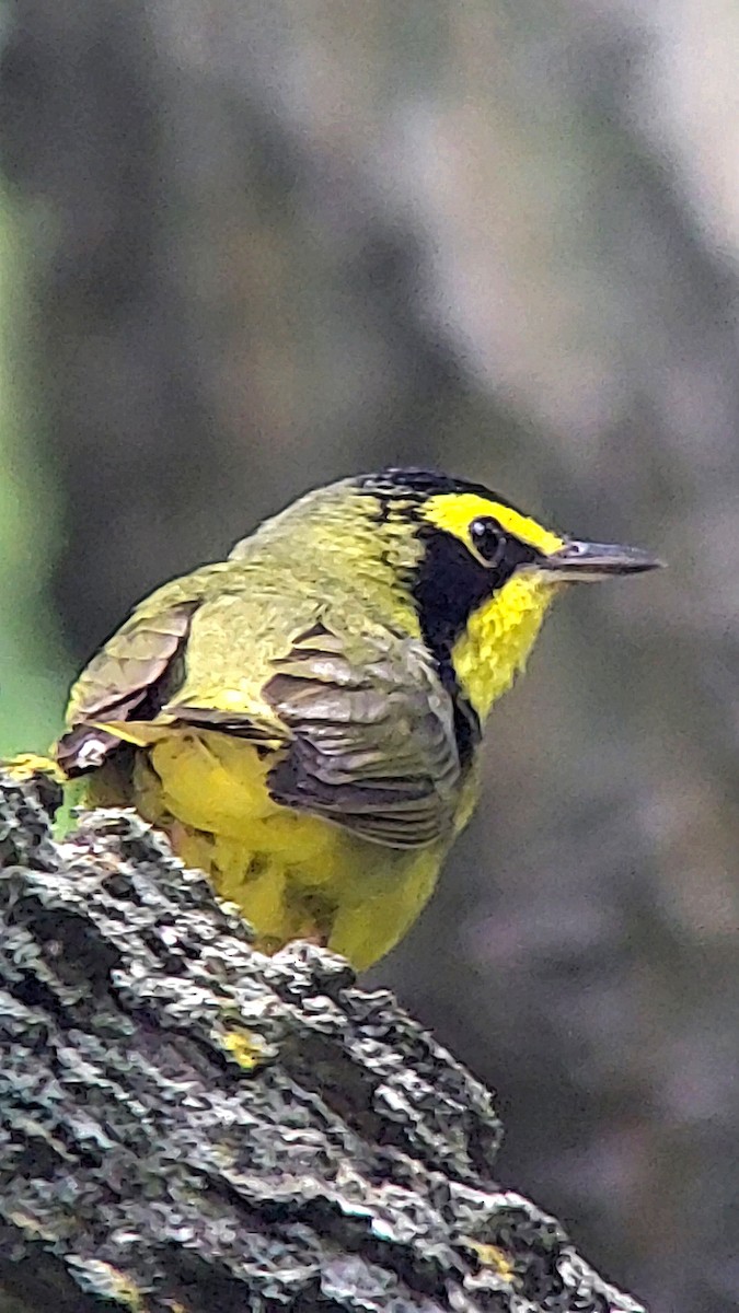 Kentucky Warbler - ML638823413