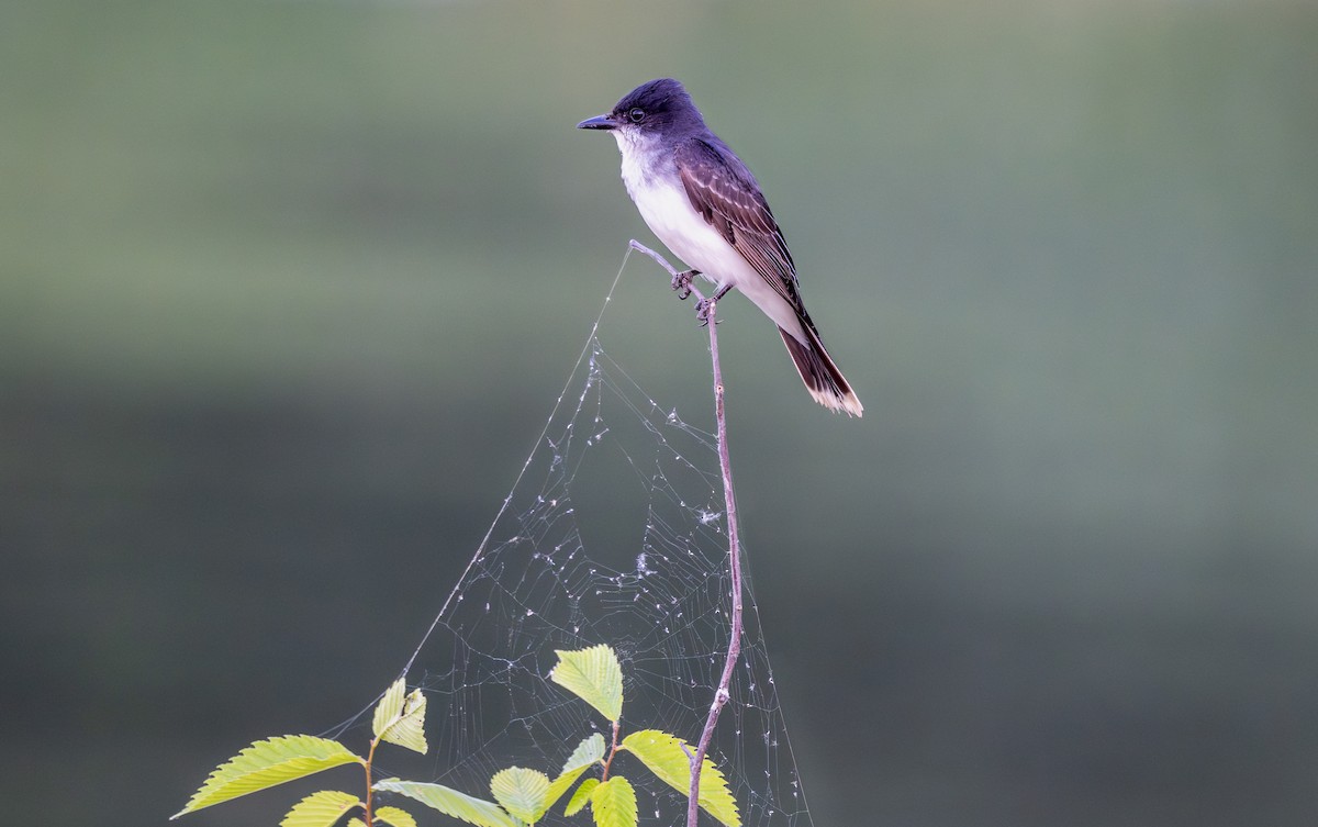 Eastern Kingbird - ML638823430