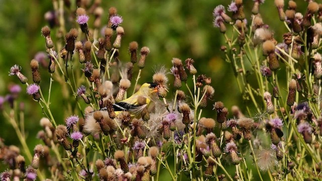 American Goldfinch - ML638823452