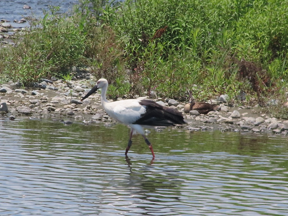 Oriental Stork - ML638823457