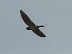 låvesvale - ML638823459
