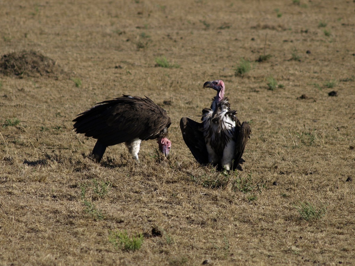 Lappet-faced Vulture - ML638823465