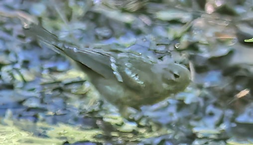 Yellow-rumped Warbler - ML638823473