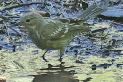 Yellow-rumped Warbler - ML638823474