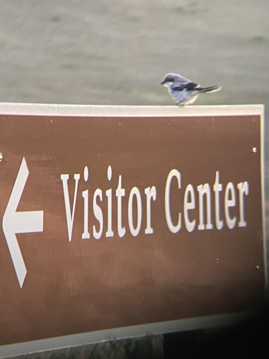 Loggerhead Shrike - ML638823522