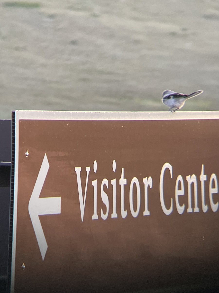 Loggerhead Shrike - ML638823523