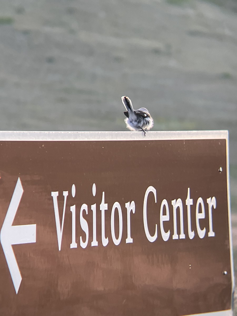 Loggerhead Shrike - ML638823524