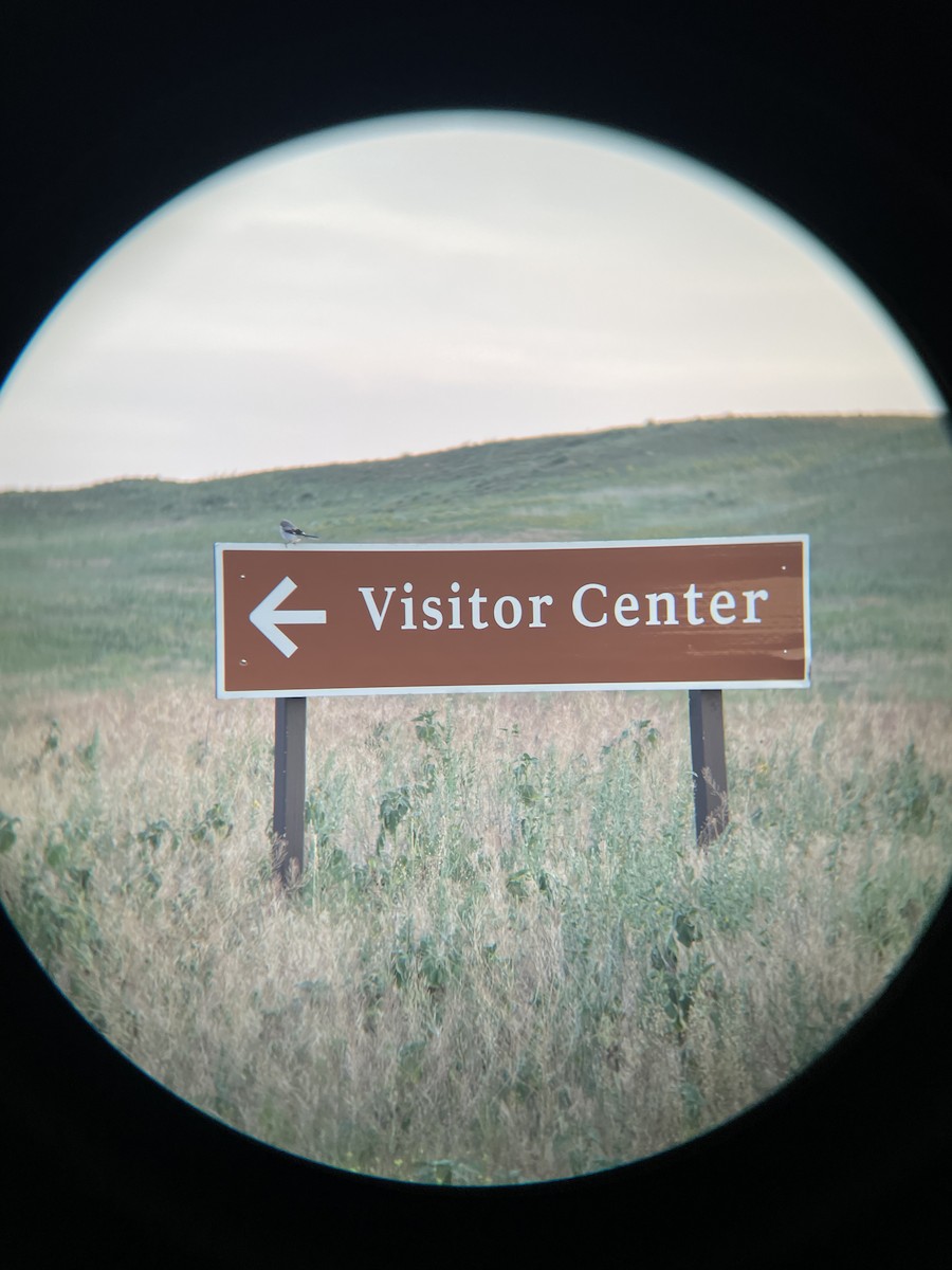 Loggerhead Shrike - ML638823525