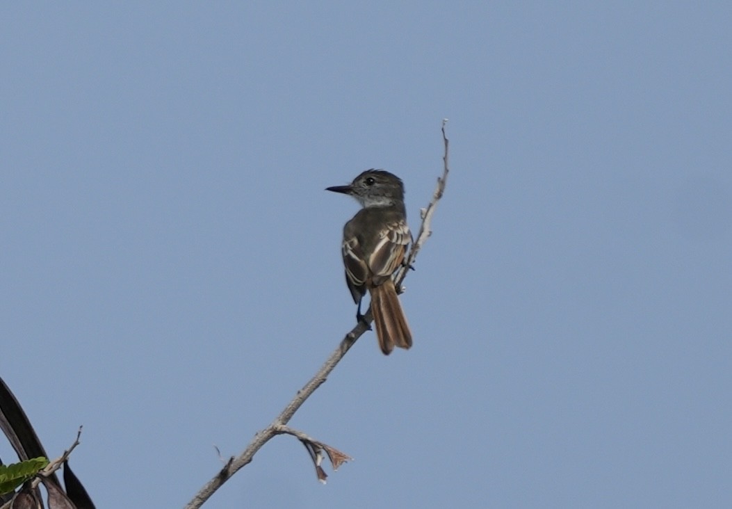 Stolid Flycatcher - ML638823531