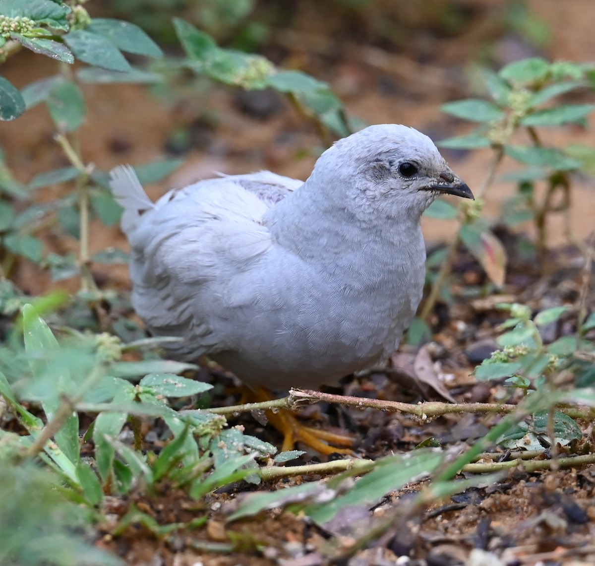 ヒメウズラ - ML638823536