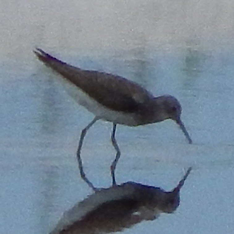 ביצנית בודדת - ML638823566