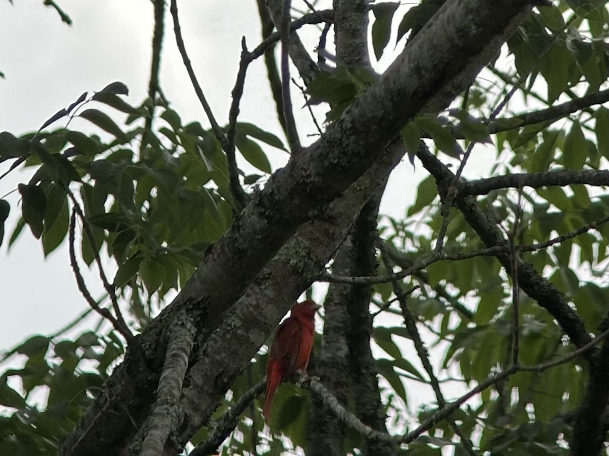Summer Tanager - ML638823570