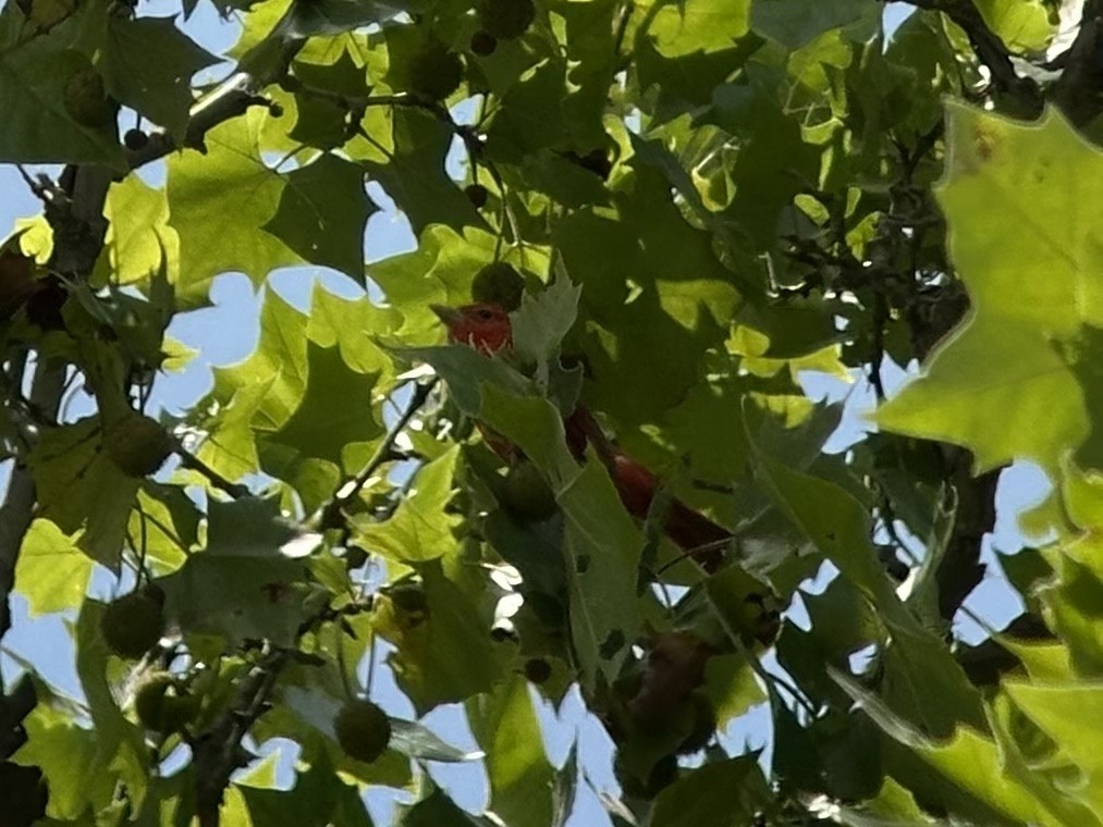 Scarlet Tanager - ML638823639