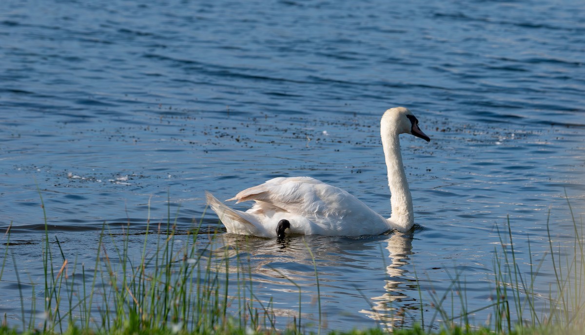 Mute Swan - ML638823656