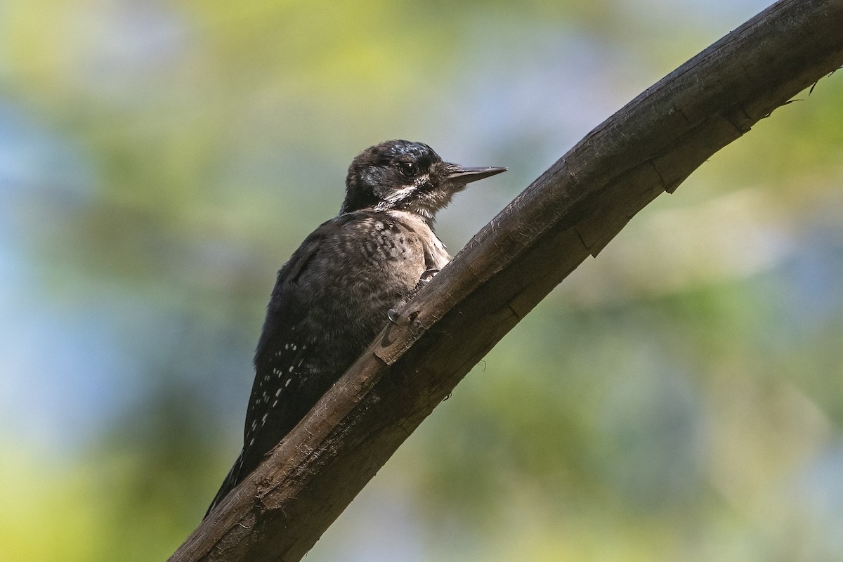 Black-backed Woodpecker - ML638823664