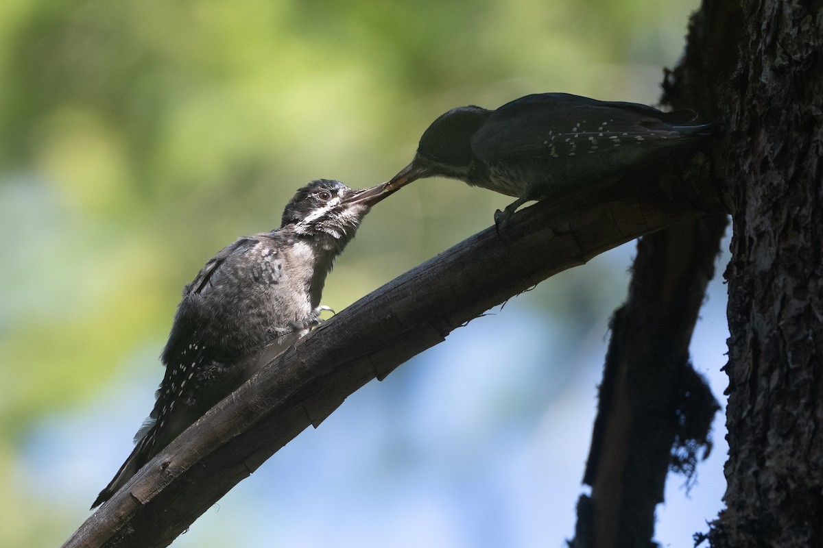 Black-backed Woodpecker - ML638823665