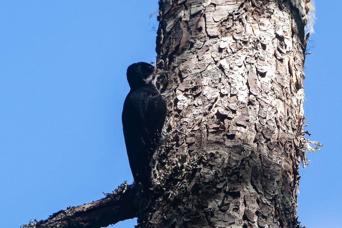 Black-backed Woodpecker - ML638823666