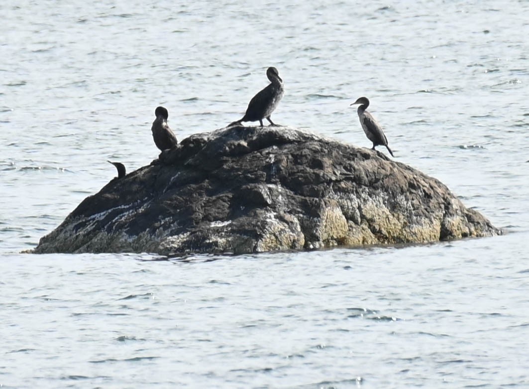 Cormoran à aigrettes - ML638823669