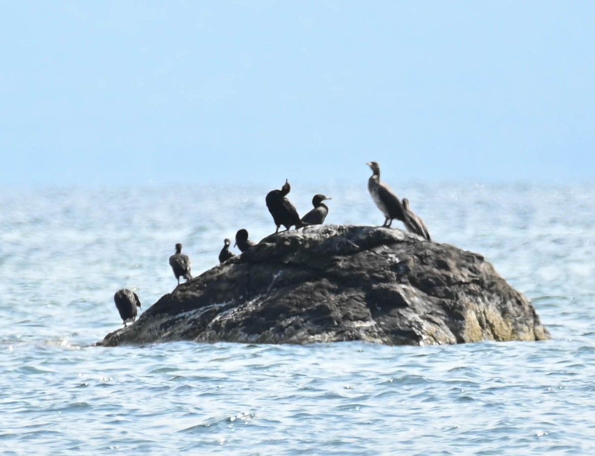 Cormoran à aigrettes - ML638823670