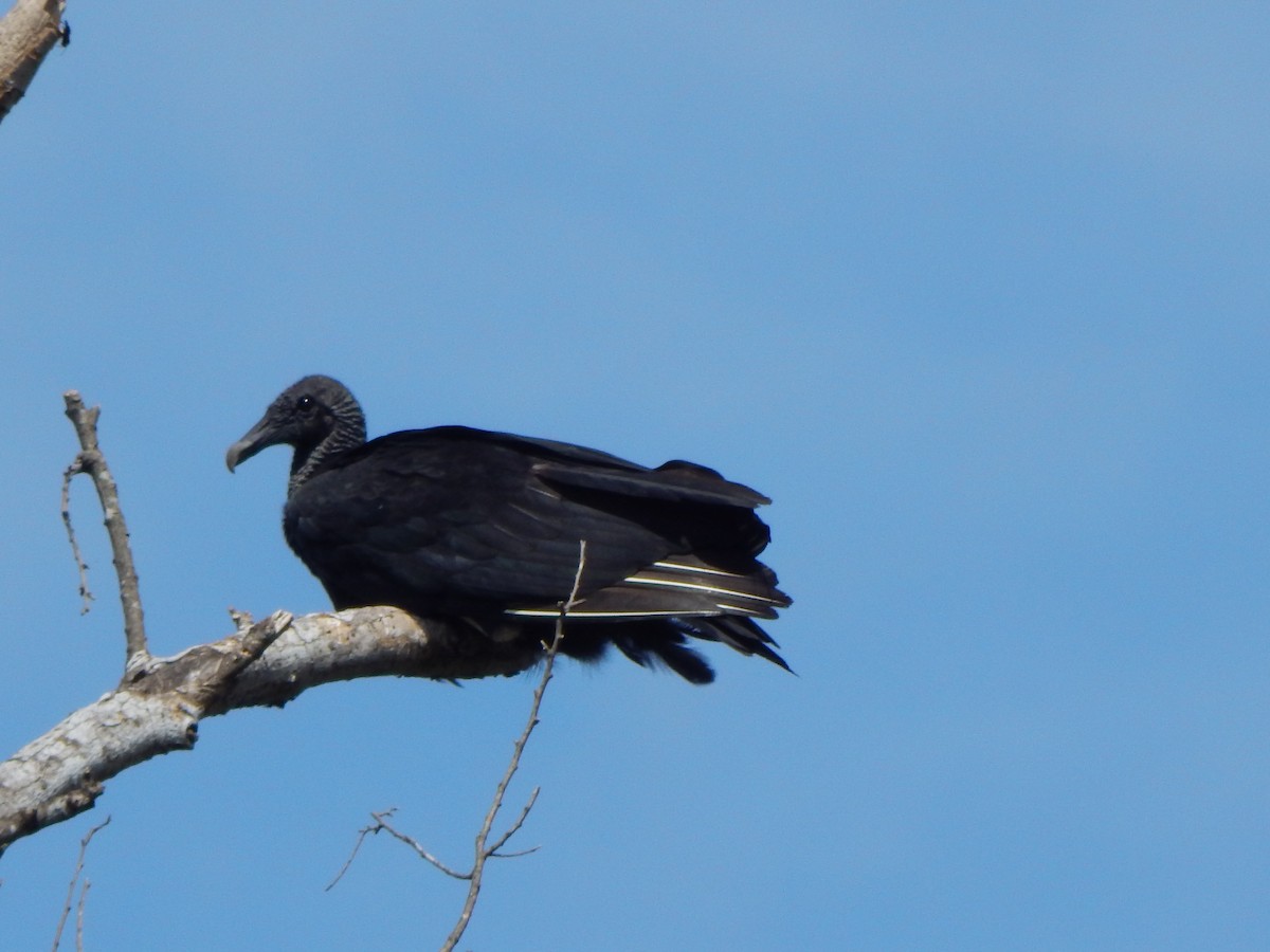 Black Vulture - ML638823678