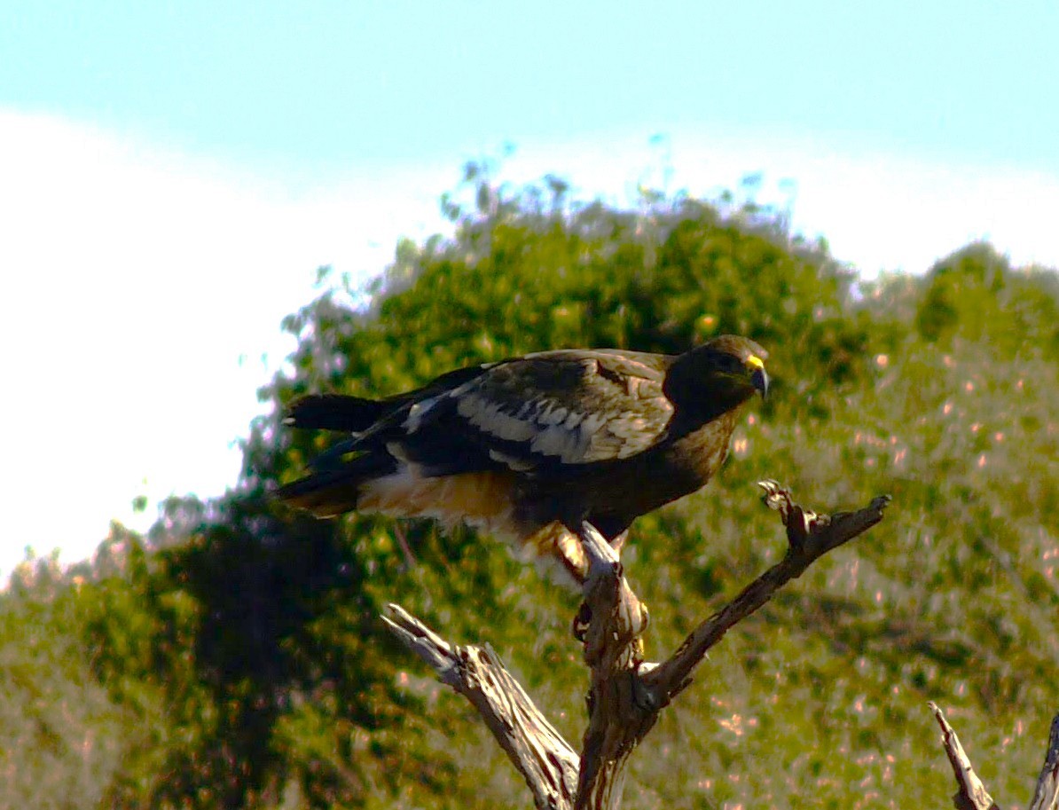 Steppe Eagle - ML638823685