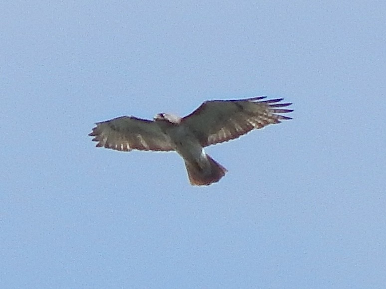 アカオノスリ - ML638823686