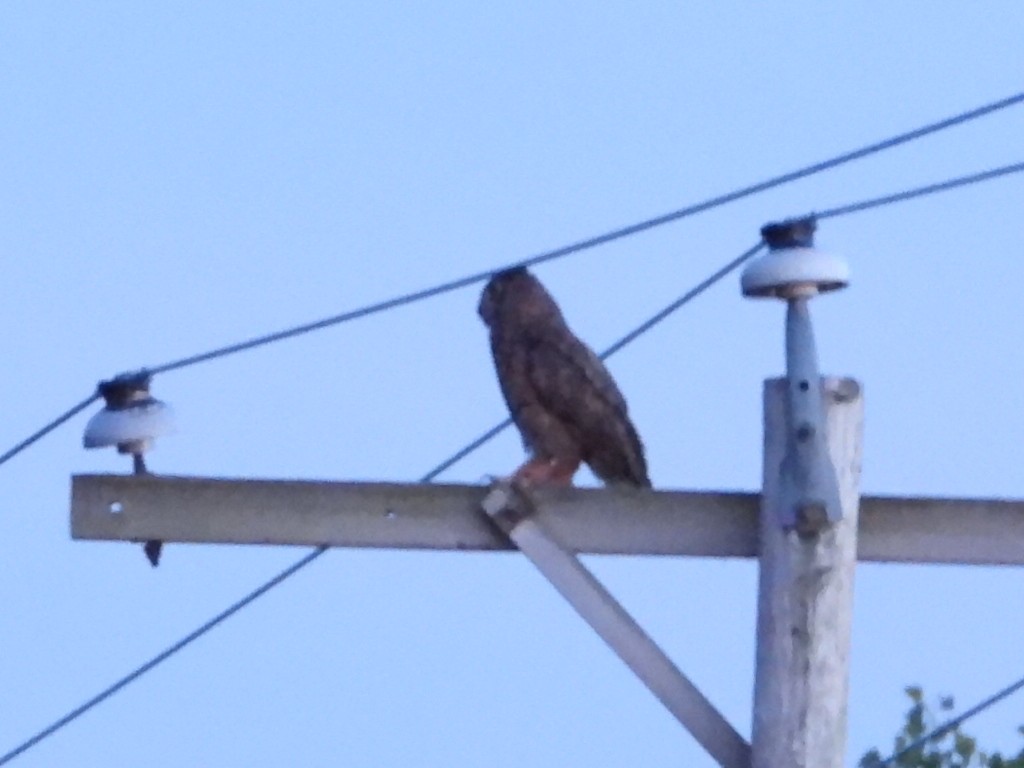 Great Horned Owl - ML638823703