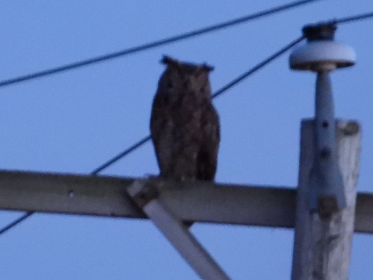 Great Horned Owl - ML638823706