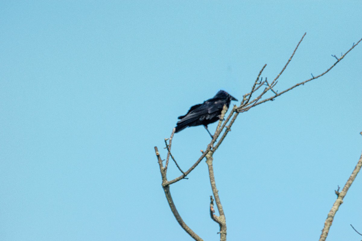 Fish Crow - ML638823729