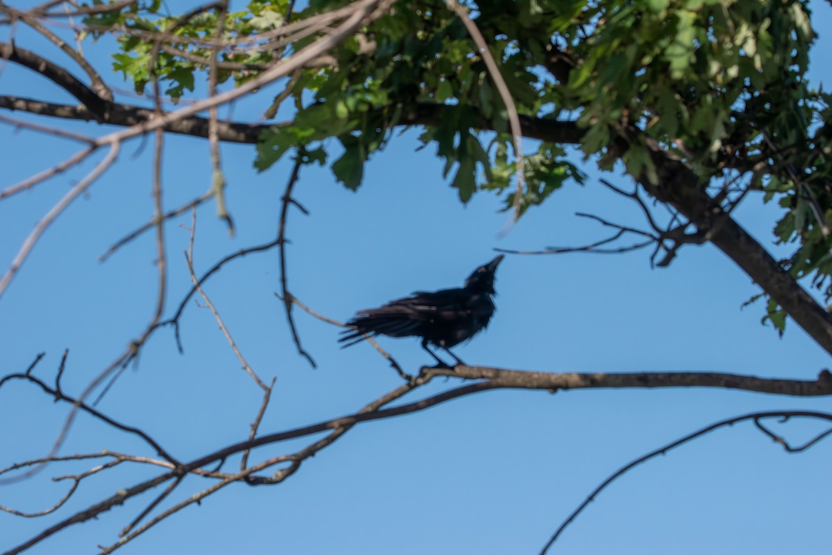 Fish Crow - ML638823730