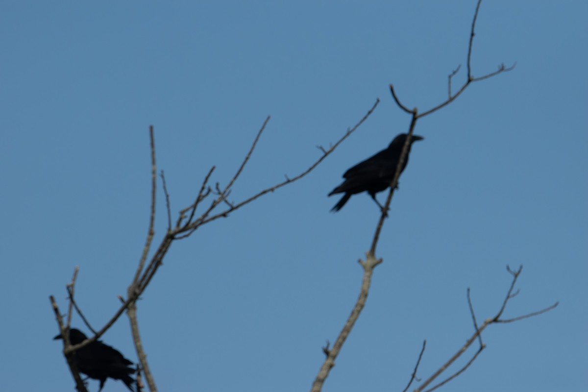 Fish Crow - ML638823733