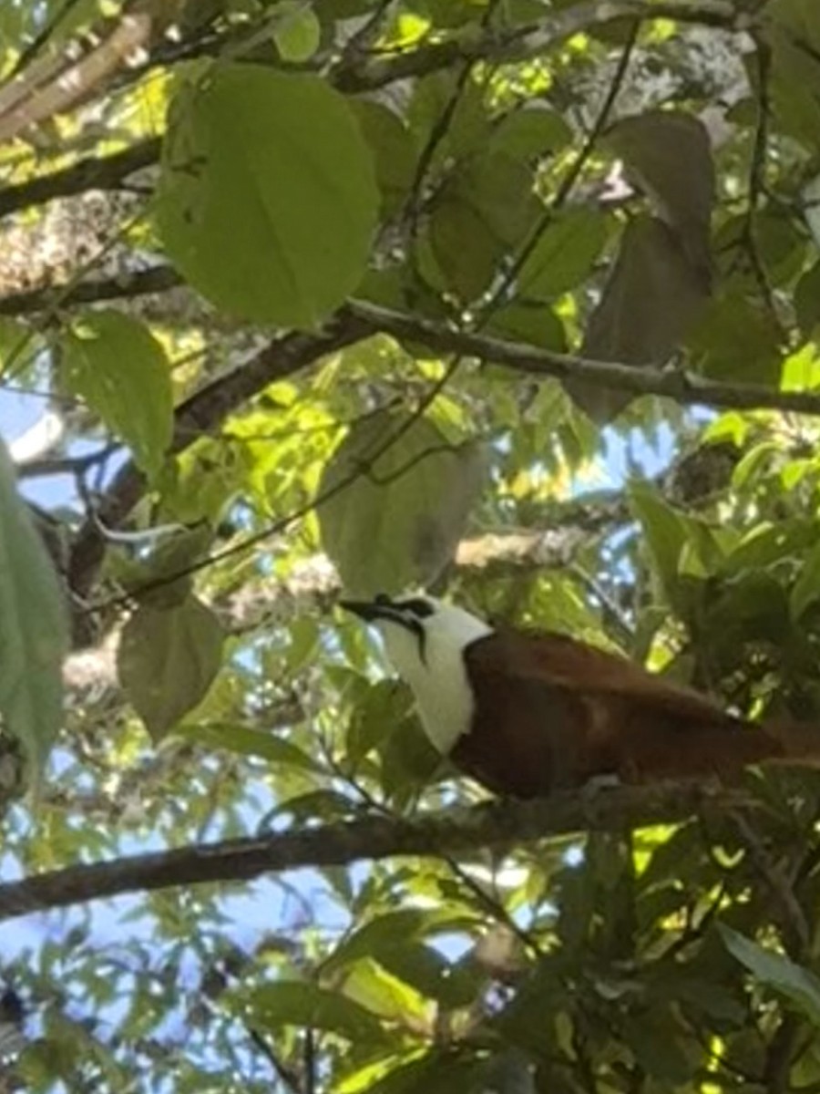 Three-wattled Bellbird - ML638823734