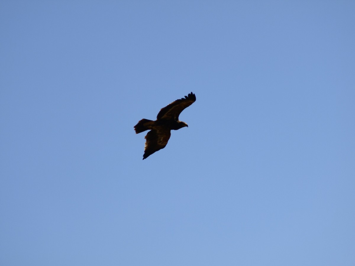 Steppe Eagle - ML638823739