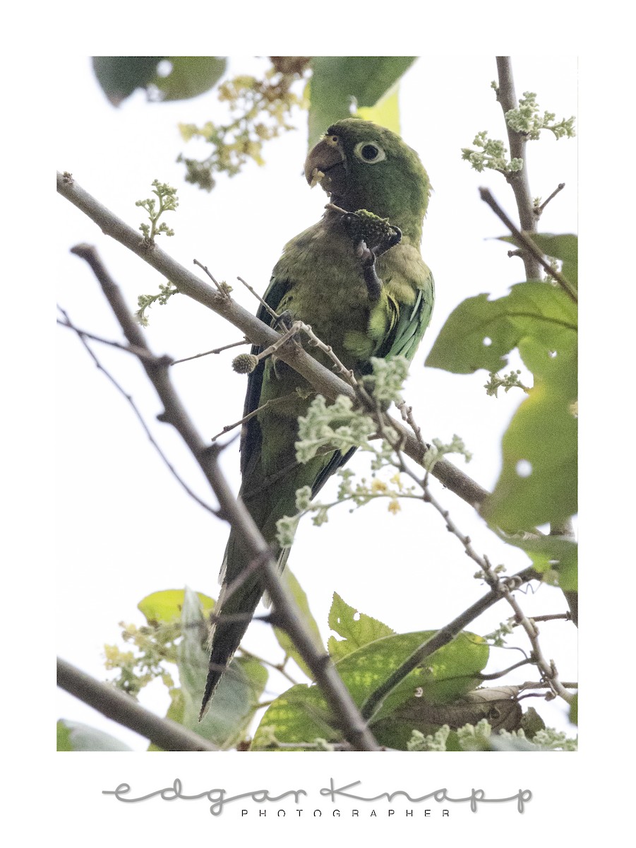 Olive-throated Parakeet - ML638823743