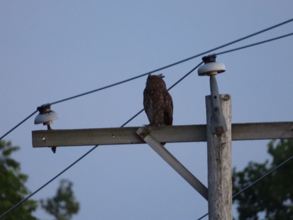 Great Horned Owl - ML638823747