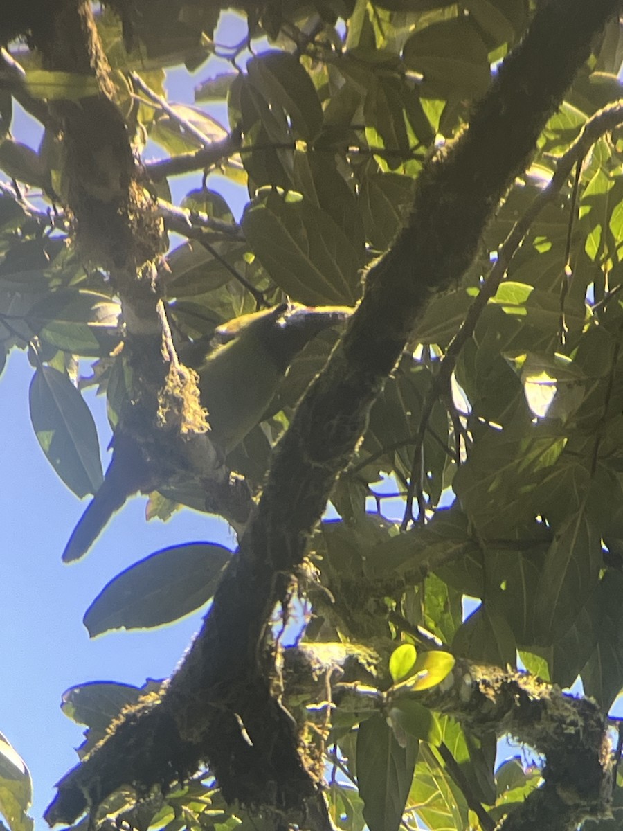 Northern Emerald-Toucanet - ML638823752