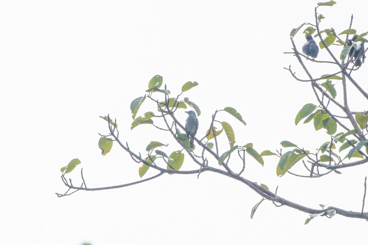 Bar-bellied Cuckooshrike - ML638823787