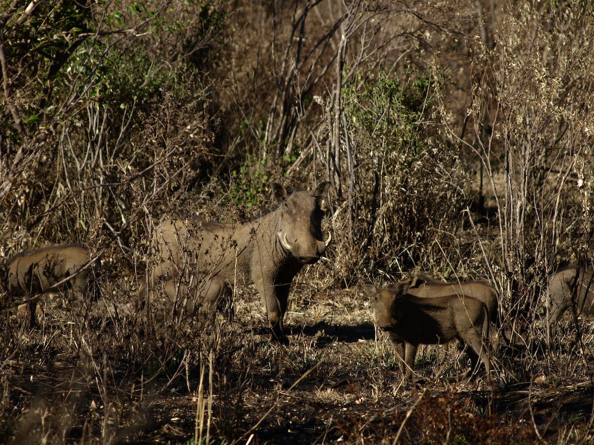 Warthogs - ML638823791