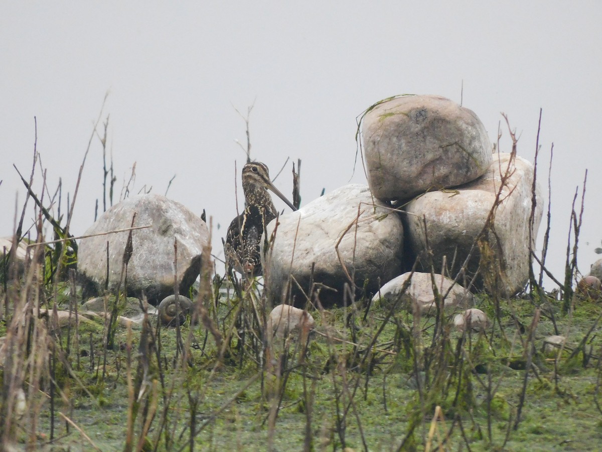 Pantanal Snipe - ML638823792