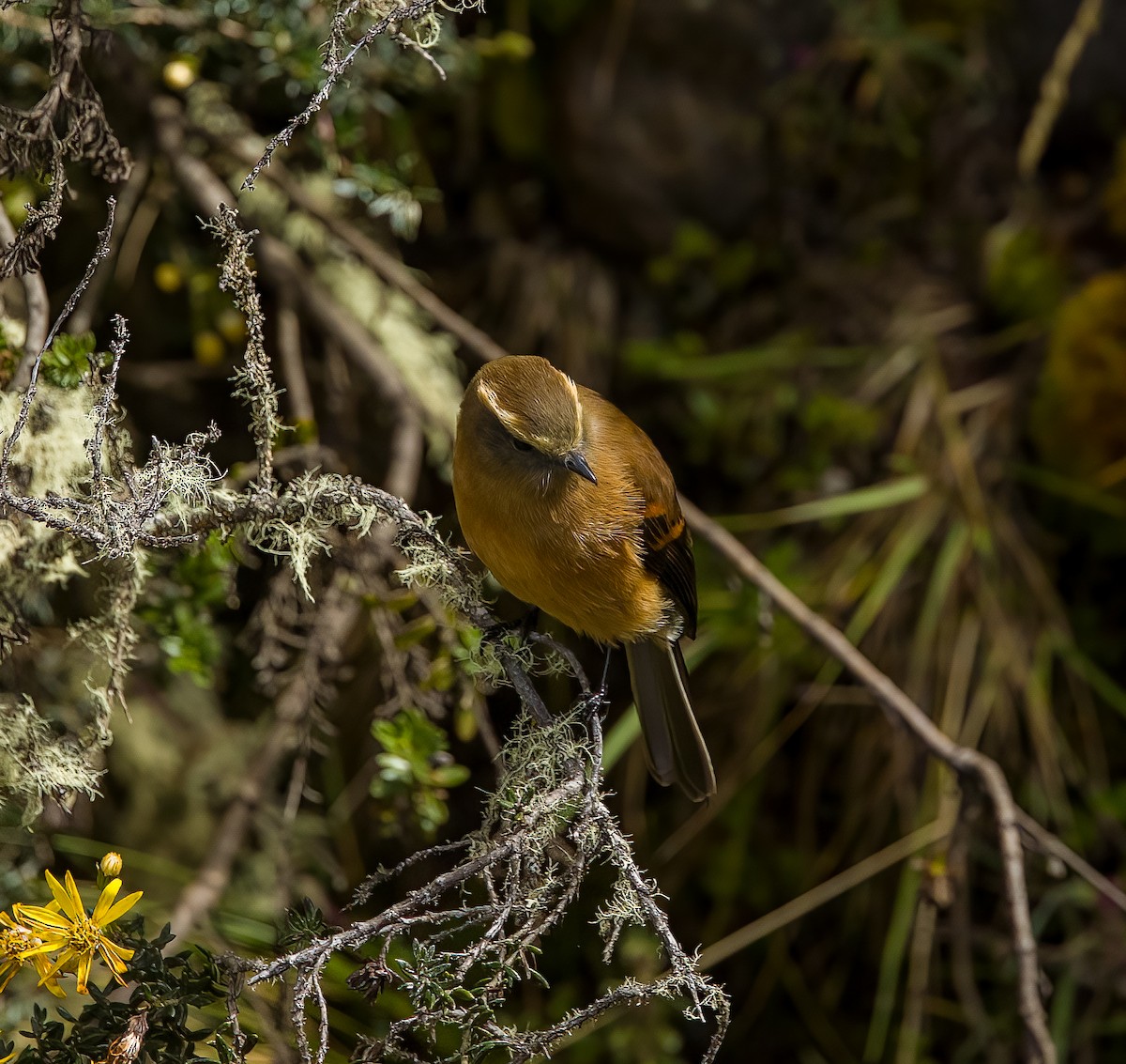 Brown-backed Chat-Tyrant - ML638823798