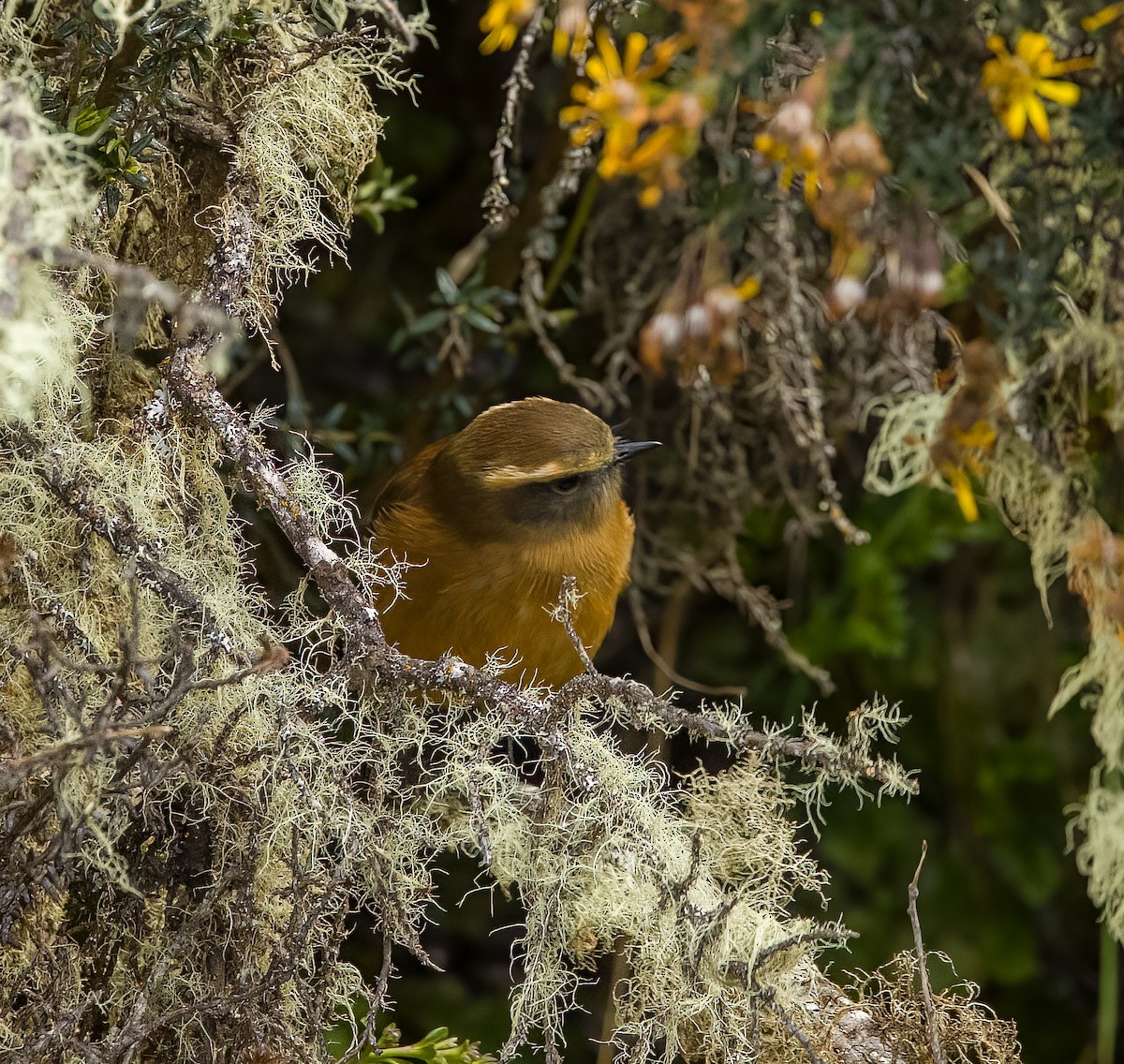 Brown-backed Chat-Tyrant - ML638823800