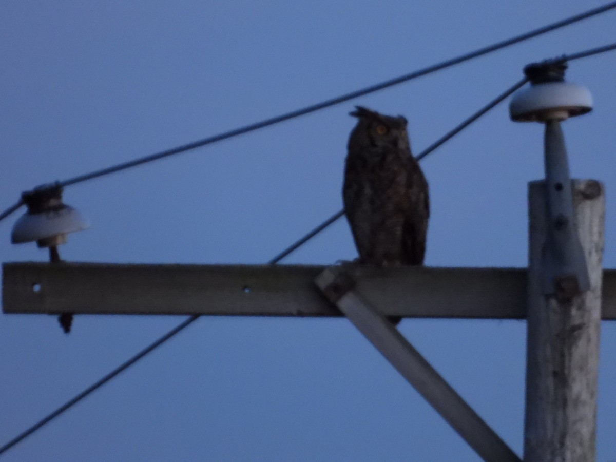 Great Horned Owl - ML638823805