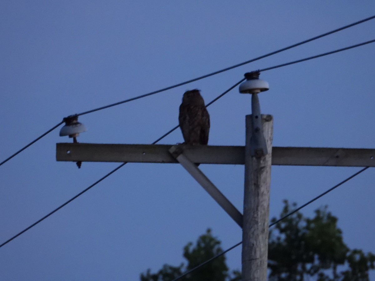 Great Horned Owl - ML638823806