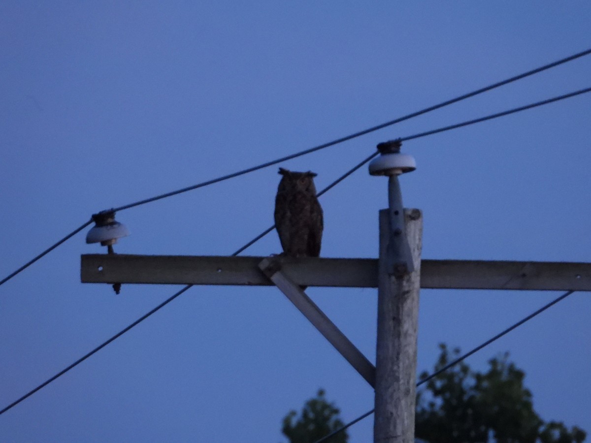 Great Horned Owl - ML638823807