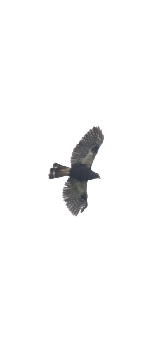 Weißbürzelbussard - ML638823845