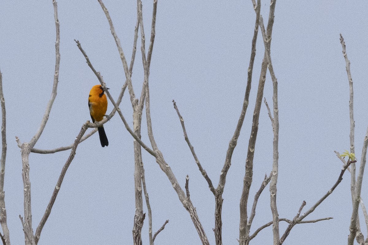 Altamira Oriole - ML638823859
