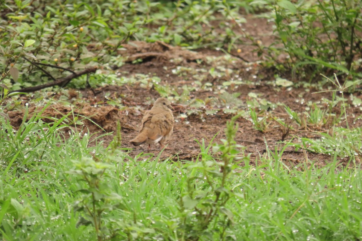Ruddy Ground Dove - ML638823865